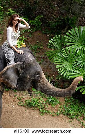 Young woman sitting on top of elephant, shielding eyes, Phuket, Thailand View Large Photo Image Stock Image - Young woman sitting on top of elephant, shielding eyes, Phuket, Thailand . Fotosearch