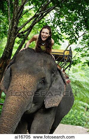 Young woman sitting on top of elephant, Phuket, Thailand View Large Photo Image Stock Photography - Young woman sitting on top of elephant, Phuket, Thailand . Fotosearch