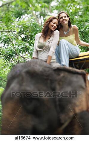 Young women on elephant, Phuket, Thailand View Large Photo Image Picture - Young women on elephant, Phuket, Thailand . Fotosearch