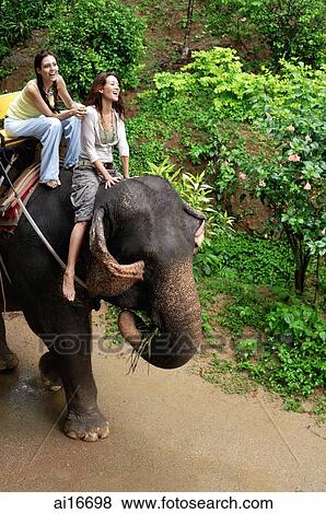 Stock Photo - Young women riding an elephant in Phuket, Thailand . Fotosearch