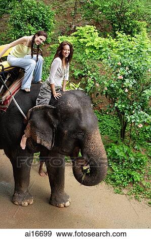 Young women riding an elephant smiling at camera, Phuket, Thailand View Large Photo Image Stock Photo - Young women riding an elephant smiling at camera, Phuket, Thailand . Fotosearch