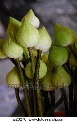 Close-up of Lotus flower buds, Wat Pho, Bangkok, Thailand View Large Photo Image Stock Image - Close-up of Lotus flower buds, Wat Pho, Bangkok, Thailand. Fotosearch