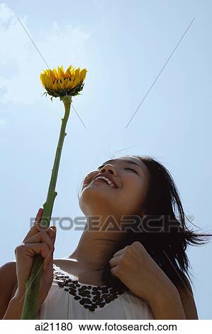 Woman holding sunflower stalk, looking up, low angle view View Large Photo Image Stock Image - Woman holding sunflower stalk, looking up, low angle view. Fotosearch
