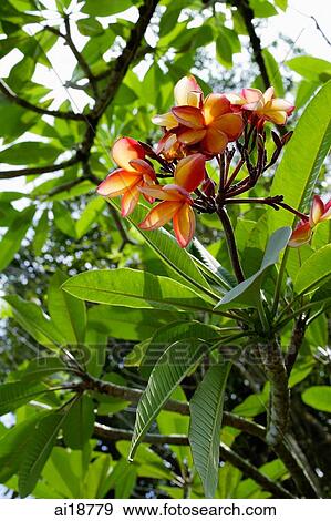 Branch of Frangipani tree, flowers in bloom View Large Photo Image Stock Photo - Branch of Frangipani tree, flowers in bloom. Fotosearch