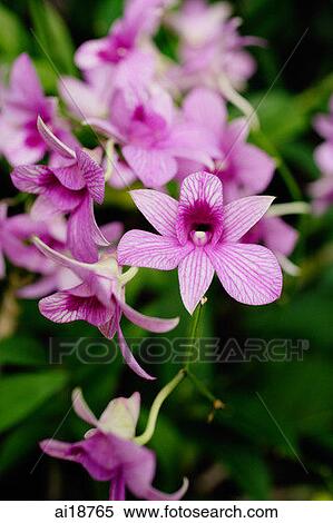 Branch of Orchid flowers View Large Photo Image Stock Photography - Branch of Orchid flowers. Fotosearch