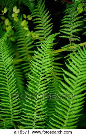Stock Image - Close up of fern leaves. Fotosearch