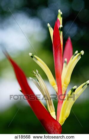 Close up of Heliconia flower View Large Photo Image Stock Photo - Close up of Heliconia flower. Fotosearch