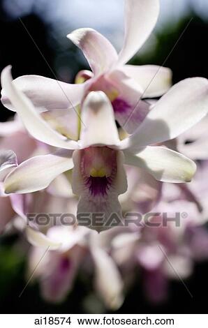 Close up of Orchid flowers View Large Photo Image Picture - Close up of Orchid flowers. Fotosearch
