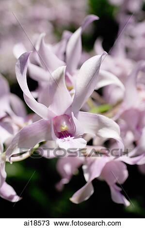 Close up of Orchid flowers View Large Photo Image Stock Image - Close up of Orchid flowers. Fotosearch