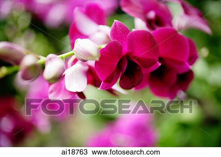 Close up of pink Orchid flowers View Large Photo Image Stock Image - Close up of pink Orchid flowers. Fotosearch