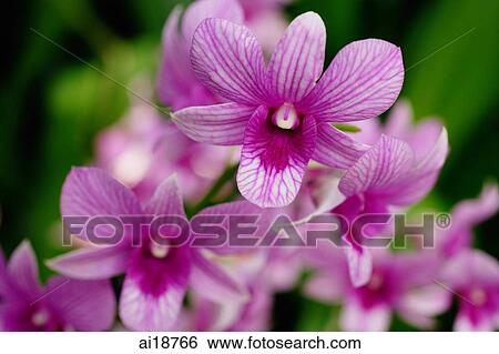 Close up of Pink Orchid flowers View Large Photo Image Stock Photograph - Close up of Pink Orchid flowers. Fotosearch