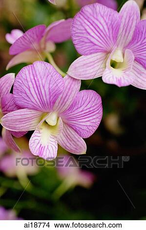 Close up of purple flowers, orchids View Large Photo Image Picture - Close up of purple flowers, orchids. Fotosearch