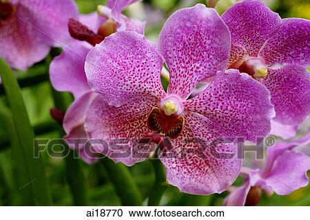 Stock Image - Close up of purple flowers, orchids. Fotosearch