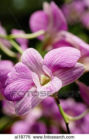Stock Photography - Close up of purple orchid flower. Fotosearch