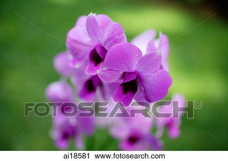 Close up of Purple Orchid flowers View Large Photo Image Stock Image - Close up of Purple Orchid flowers. Fotosearch