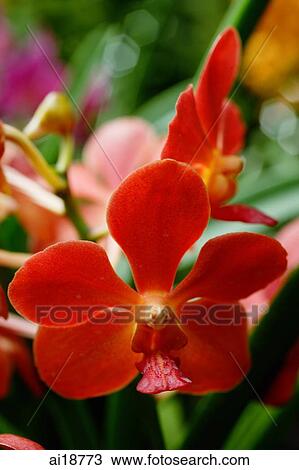 Stock Image - Close up of red Orchid flowers. Fotosearch