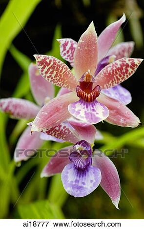 Close up of spotted orchid flower View Large Photo Image Stock Photo - Close up of spotted orchid flower. Fotosearch