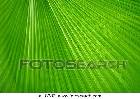 Stock Image - Close up of tropical plant leaf, palm leaf. Fotosearch
