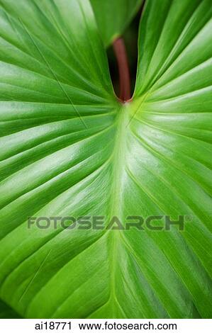 Close up of tropical plant leaf View Large Photo Image Stock Image - Close up of tropical plant leaf. Fotosearch