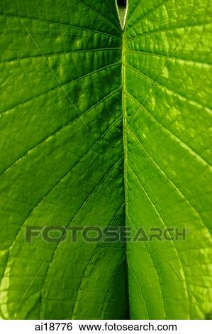 Stock Photograph - Close up of tropical plant leaf. Fotosearch