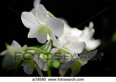 Stock Image - Close up of white Orchid flower. Fotosearch