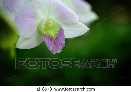 Stock Photo - Close up of white Orchid flower. Fotosearch