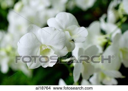 Close up of white Orchid flowers View Large Photo Image Picture - Close up of white Orchid flowers. Fotosearch