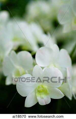 Close up of white orchid flowers View Large Photo Image Stock Image - Close up of white orchid flowers. Fotosearch