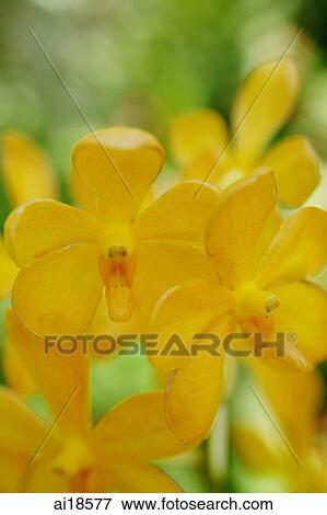 Close up of Yellow Orchid flowers View Large Photo Image Stock Photo - Close up of Yellow Orchid flowers. Fotosearch