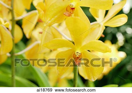 Close up of yellow Orchid flowers View Large Photo Image Stock Photo - Close up of yellow Orchid flowers. Fotosearch