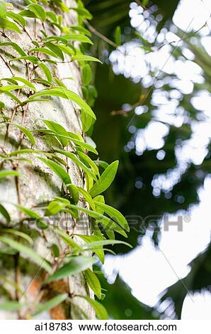 Stock Image - Creepers on a tree trunk. Fotosearch