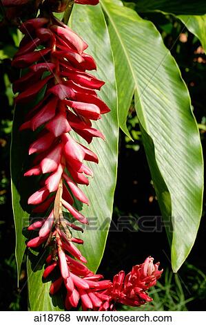 Stock Photo - Flowers of a Ginger plant. Fotosearch
