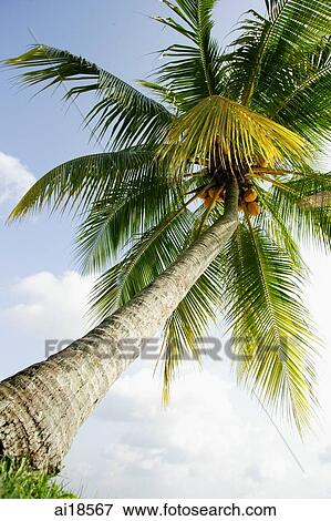 Low angle view of a coconut tree View Large Photo Image Stock Photo - Low angle view of a coconut tree. Fotosearch