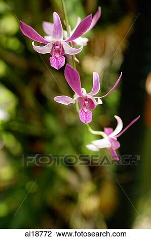 Orchid flowers on a stalk View Large Photo Image Stock Image - Orchid flowers on a stalk. Fotosearch