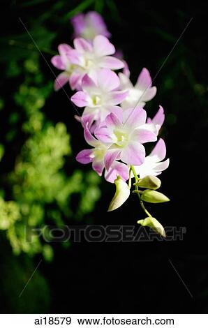 Stock Photo - Stalk of pink Orchid flowers. Fotosearch