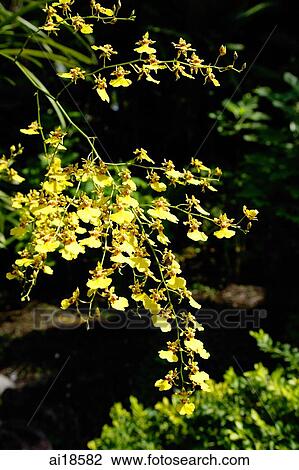 Stalk of yellow Orchid flowers View Large Photo Image Stock Image - Stalk of yellow Orchid flowers. Fotosearch