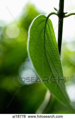 Tropical plant leaf on a stem View Large Photo Image Stock Photo - Tropical plant leaf on a stem. Fotosearch