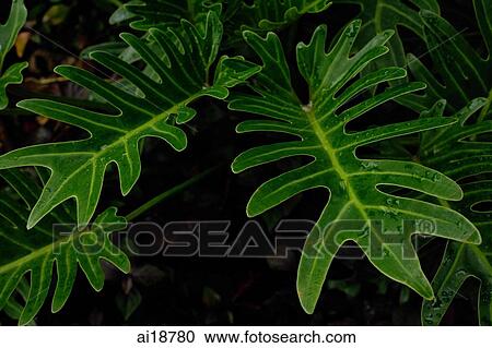 Tropical plant leaf View Large Photo Image Stock Image - Tropical plant leaf. Fotosearch