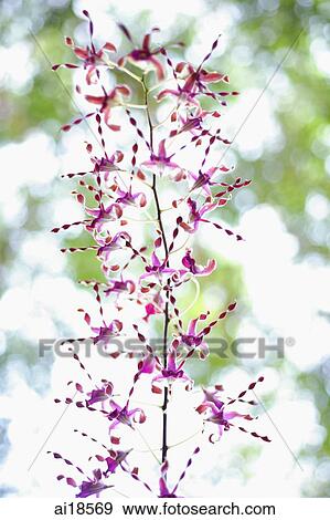 Wild Orchid flowers View Large Photo Image Stock Photo - Wild Orchid flowers. Fotosearch