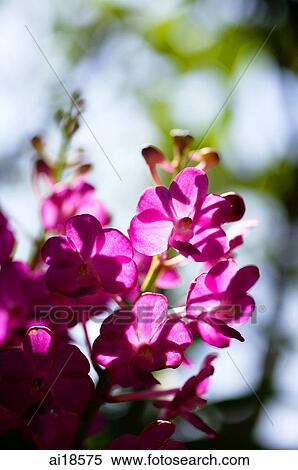 Stock Photography - Wild pink Orchid flowers. Fotosearch