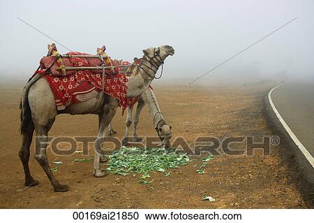 A pair of camels eating, Mumbai, India View Large Photo Image Stock Image - A pair of camels eating, Mumbai, India. Fotosearch