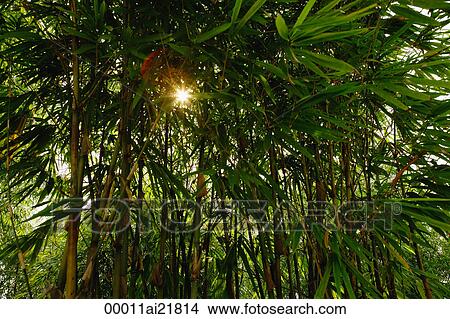 Picture - Bamboo plants at the Chinese Garden, Singapore. Fotosearch