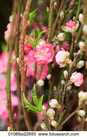 Stock Image - Branch with blossom. Fotosearch