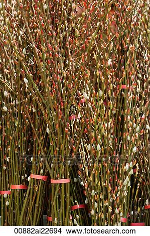 Picture - Branches of pussy willows,. Fotosearch