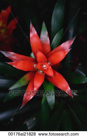 Bromeliad plant View Large Photo Image Stock Photo - Bromeliad plant. Fotosearch