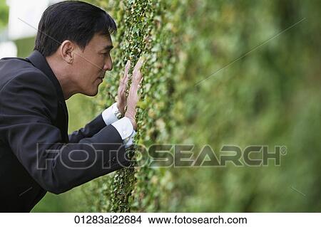 Businessman trying to looking though a hedge View Large Photo Image Picture - Businessman trying to looking though a hedge. Fotosearch