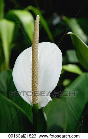 Close-up of Anthurium flower, Orchid Garden, Singapore View Large Photo Image Stock Image - Close-up of Anthurium flower, Orchid Garden, Singapore. Fotosearch