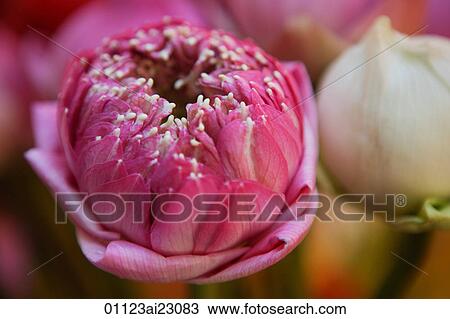 Stock Image - Close-up of lotus flower. Fotosearch