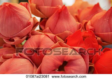 Close-up of lotus flowers View Large Photo Image Stock Image - Close-up of lotus flowers. Fotosearch