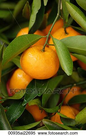 Close up of mandarins on tree View Large Photo Image Stock Photography - Close up of mandarins on tree. Fotosearch